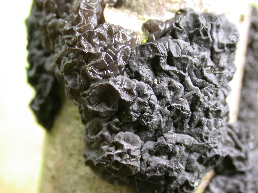 Gelatinoso....(cfr. Exidia glandulosa)